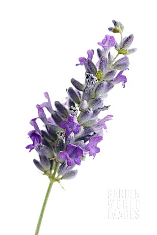 LAVANDULA_AUGUSTIFOLIA_LAVENDER