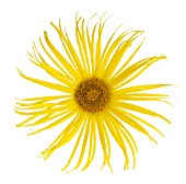 INULA HOOKERI, INULA