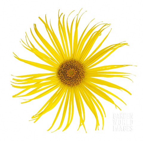 INULA_HOOKERI_INULA