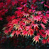 ACER PALMATUM, JAPANESE MAPLE