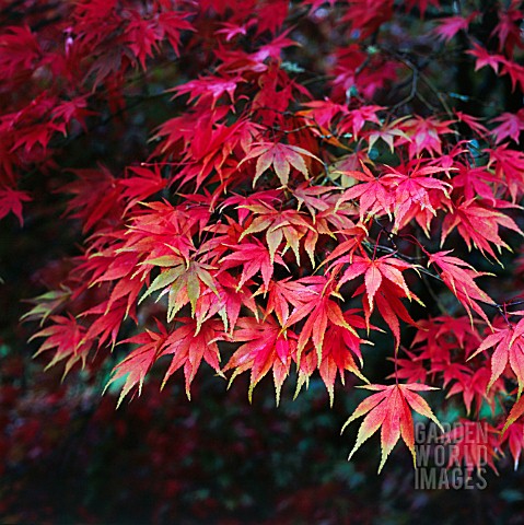 ACER_PALMATUM_JAPANESE_MAPLE