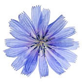 CICHORIUM INTYBUS, CHICORY