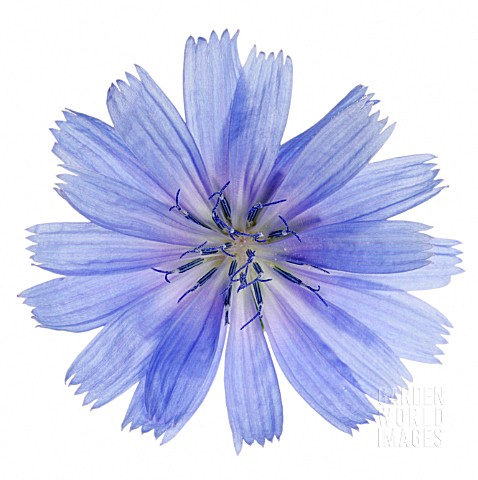 CICHORIUM_INTYBUS_CHICORY