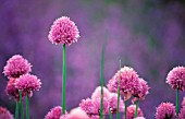 ALLIUM SCHOENOPRASUM, CHIVE