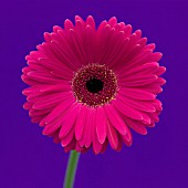 GERBERA, GERBERA