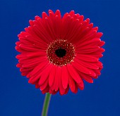 GERBERA, GERBERA