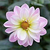 DAHLIA, CLOSE UP FLOWERHEAD WITH PINK PETALS