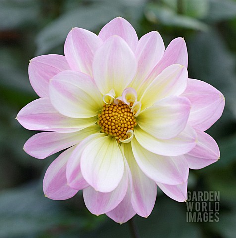 DAHLIA_CLOSE_UP_FLOWERHEAD_WITH_PINK_PETALS