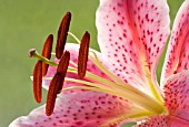 LILIUM STAR GAZER, LILY