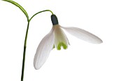 GALANTHUS NIVALIS, SNOWDROP