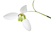 GALANTHUS, SNOWDROP