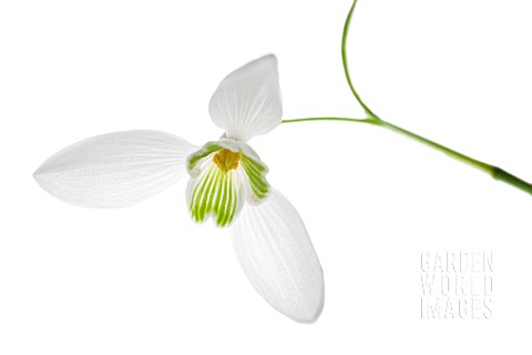 GALANTHUS_SNOWDROP