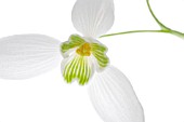 GALANTHUS, SNOWDROP