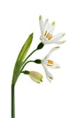 LEUCOJUM VERNUM, SNOWFLAKE - SPRING SNOWFLAKE