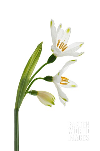 LEUCOJUM_VERNUM_SNOWFLAKE__SPRING_SNOWFLAKE