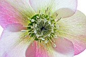 HELLEBORUS, HELLEBORE