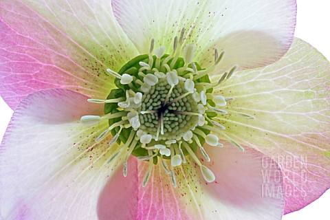 HELLEBORUS_HELLEBORE