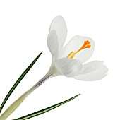 CROCUS VERNUS, CROCUS