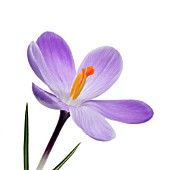 CROCUS VERNUS, CROCUS