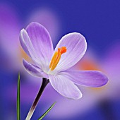 CROCUS VERNUS, CROCUS