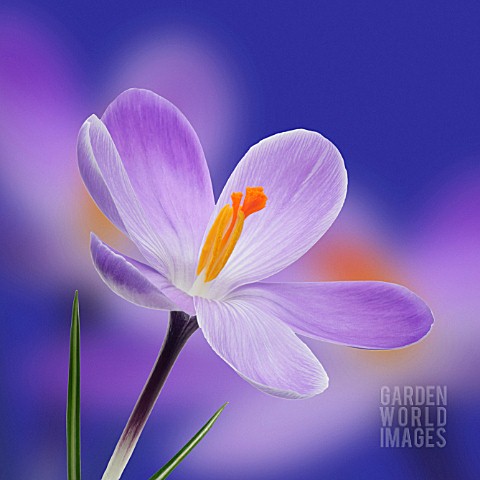 CROCUS_VERNUS_CROCUS