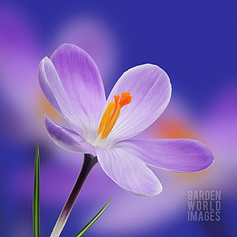 CROCUS_VERNUS_CROCUS