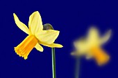 NARCISSUS, DAFFODIL