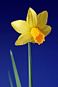 NARCISSUS, DAFFODIL