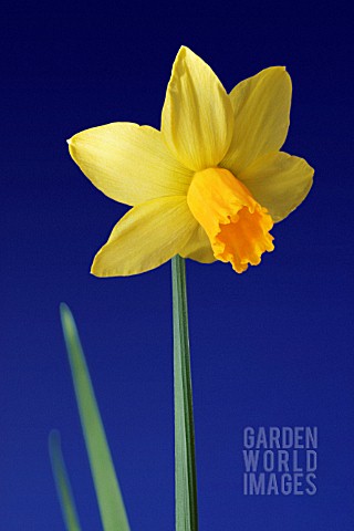 NARCISSUS_DAFFODIL