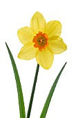 NARCISSUS, DAFFODIL