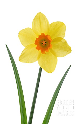 NARCISSUS_DAFFODIL