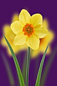 NARCISSUS, DAFFODIL