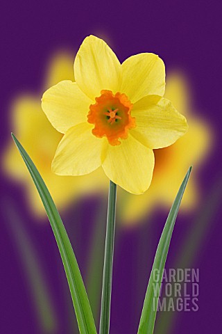 NARCISSUS_DAFFODIL