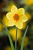 NARCISSUS, DAFFODIL