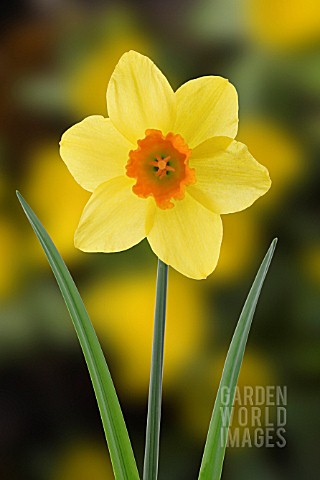 NARCISSUS_DAFFODIL