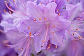 RHODODENDRON, RHODODENDRON