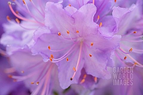 RHODODENDRON_RHODODENDRON