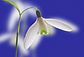 GALANTHUS NIVALIS, SNOWDROP