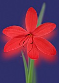 SCHIZOSTYLIS COCCINEA, KAFFIR LILY