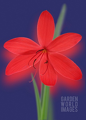 SCHIZOSTYLIS_COCCINEA_KAFFIR_LILY