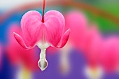 DICENTRA SPECTABILIS, BLEEDING HEART