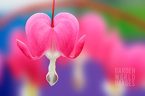 DICENTRA_SPECTABILIS_BLEEDING_HEART