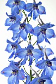 DELPHINIUM, DELPHINIUM