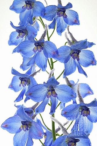 DELPHINIUM_DELPHINIUM