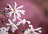 MAGNOLIA X LOEBNERI ‘LEONARD MESSEL’, MAGNOLIA