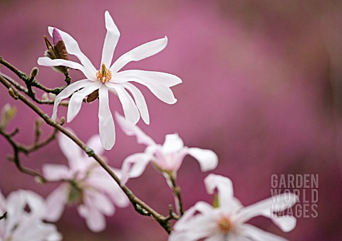 MAGNOLIA_X_LOEBNERI_LEONARD_MESSEL_MAGNOLIA