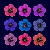 GERANIUM, GERANIUM, CRANESBILL