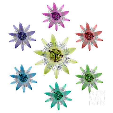 PASSIFLORA_PASSION_FLOWER
