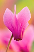 CYCLAMEN PURPURASCENS, CYCLAMEN