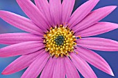 OSTEOSPERMUM, AFRICAN DAISY